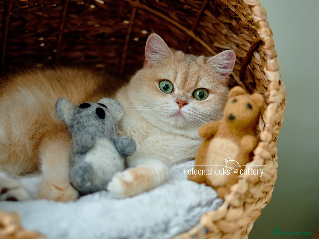 British Shorthair cats for sale: Show Quality Golden Shaded Kittens - Image 16
