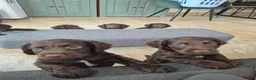 Sprocker dogs for sale: Working Sprocker Chocolate Puppies for sale - Advert 3