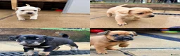 Mixed Breed dogs for sale: Frenchie x Yorkipoo Puppies  - Advert 1