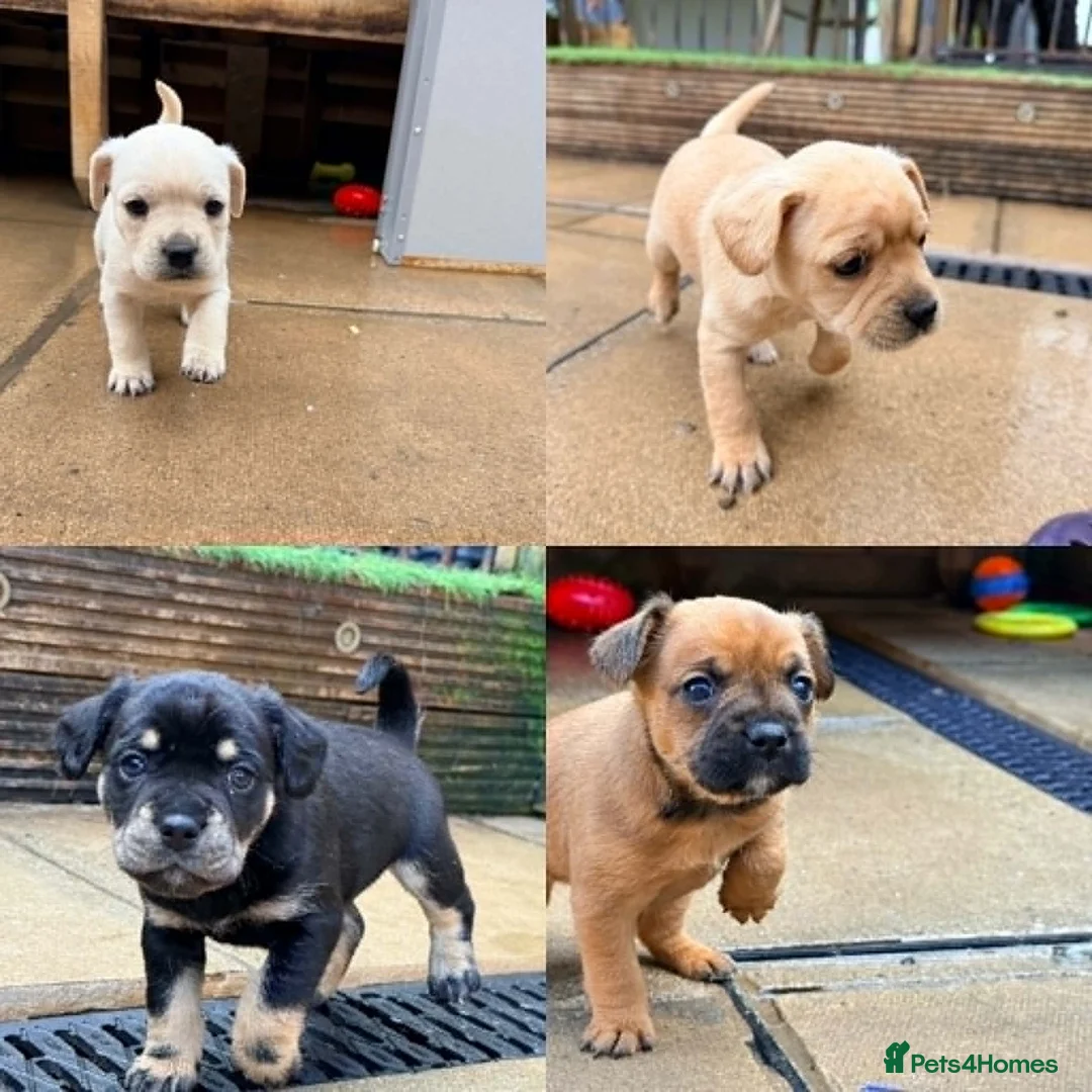 Mixed Breed dogs for sale: Frenchie x Yorkipoo Puppies  - Advert 1