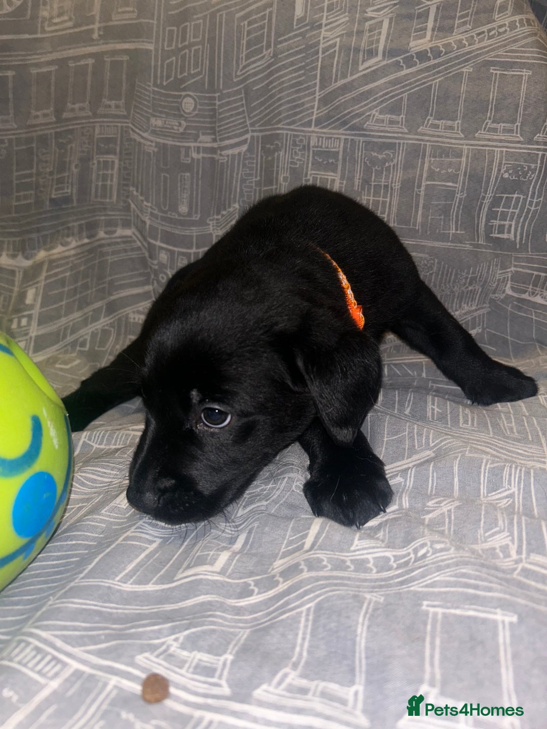 Labrador Retriever dogs for sale: 8 Labrador puppies for sale 🤍 - Advert 19