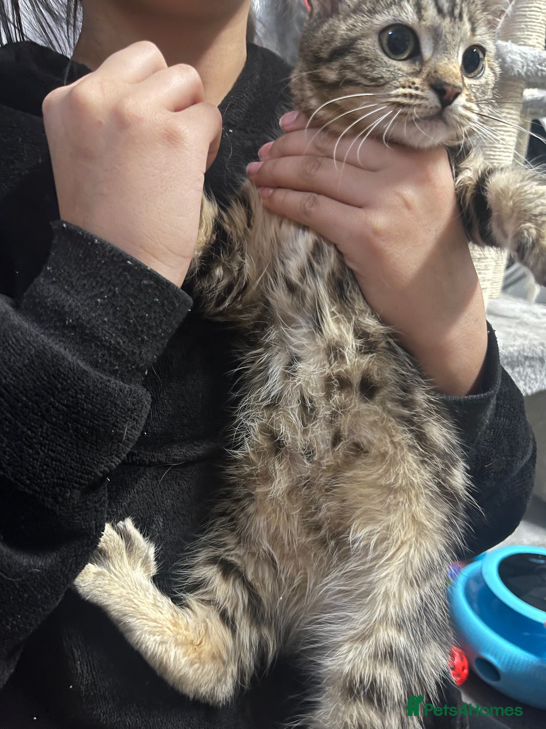 Mixed Breed cats for sale: Beautiful 12 week old Girl kitten for sale - Advert 7