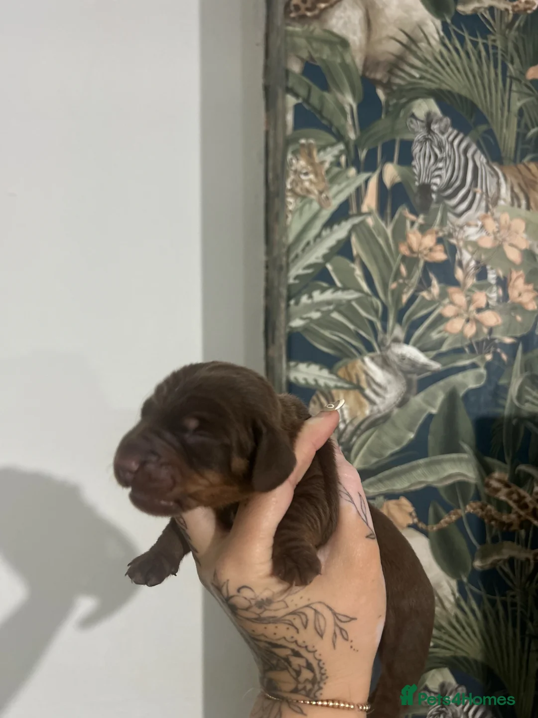 Miniature Dachshund dogs for sale: Dashounds in Castleford - Advert 5