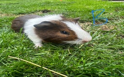 Guinea Pig rodents for sale: Female and male guinea pigs for sale  - Image 9