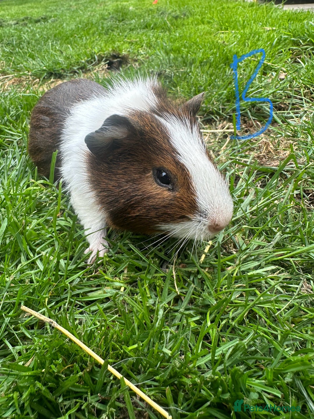 Guinea Pig rodents for sale: Female and male guinea pigs for sale  - Image 9