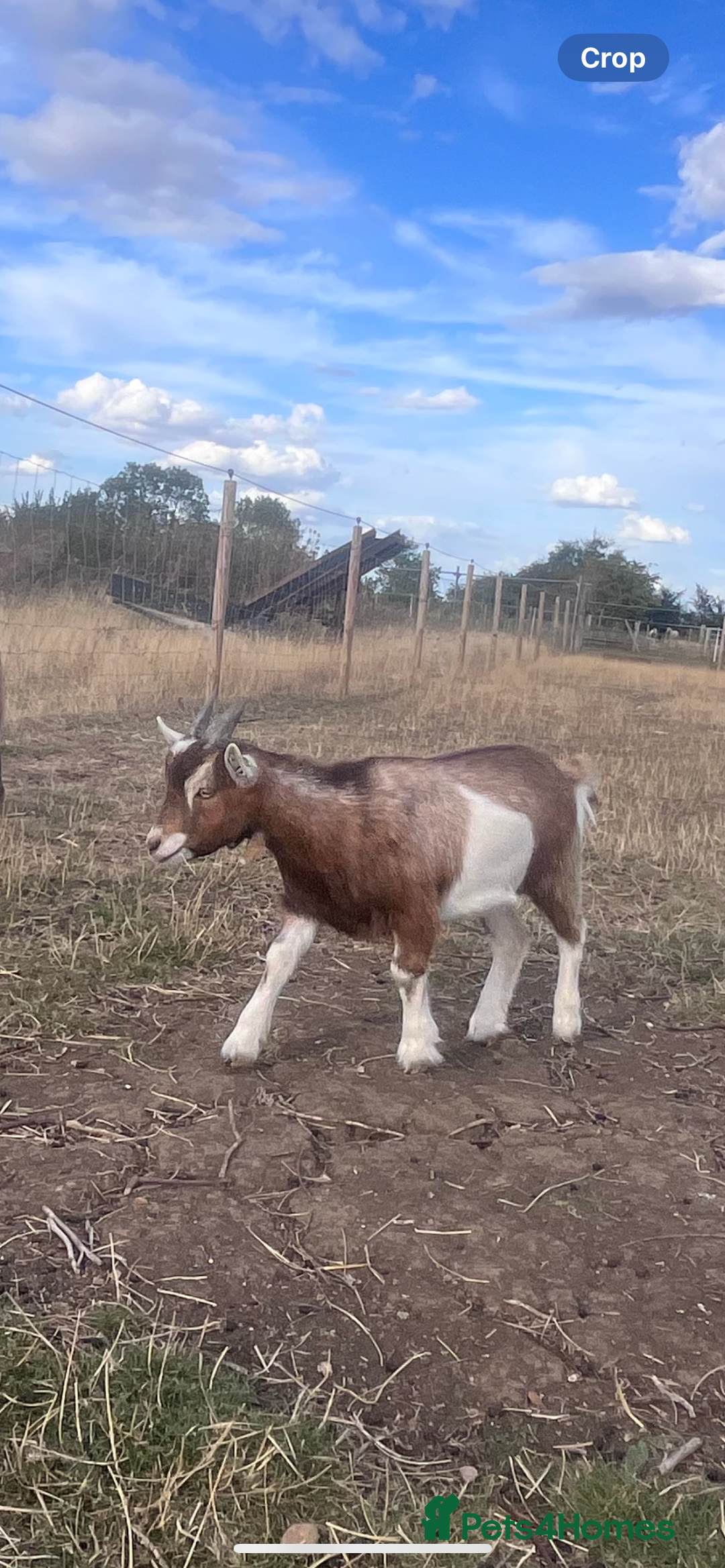 Goats livestock for sale: Young Pygmy Goats 1 x female 1x wether in Huntingdon - Image 1