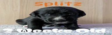 Orange -Splitz
