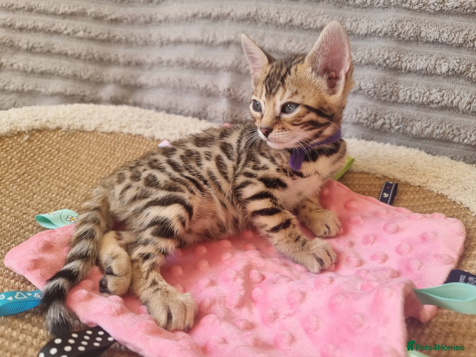 Bengal cats Stunning Litter of Bengal Kittens. Tica Registered - Advert 1