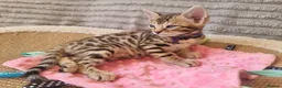 Bengal cats for sale: Stunning Litter of Bengal Kittens. Tica Registered - Advert 1