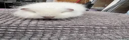 Guinea Pig rodents for sale: Lilac and Swiss - Advert 5