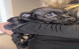Staffordshire Bull Terrier dogs for sale: Beautiful black and blue kc pups - Image 8