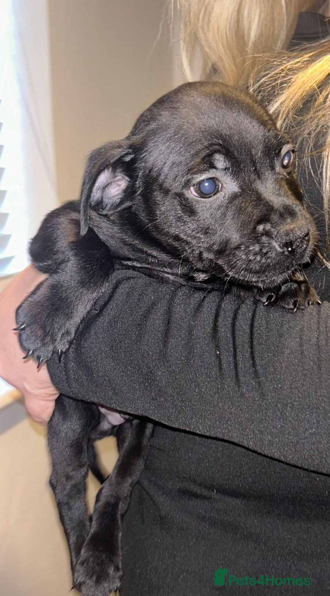 Staffordshire Bull Terrier dogs for sale: Beautiful black and blue kc pups - Image 8