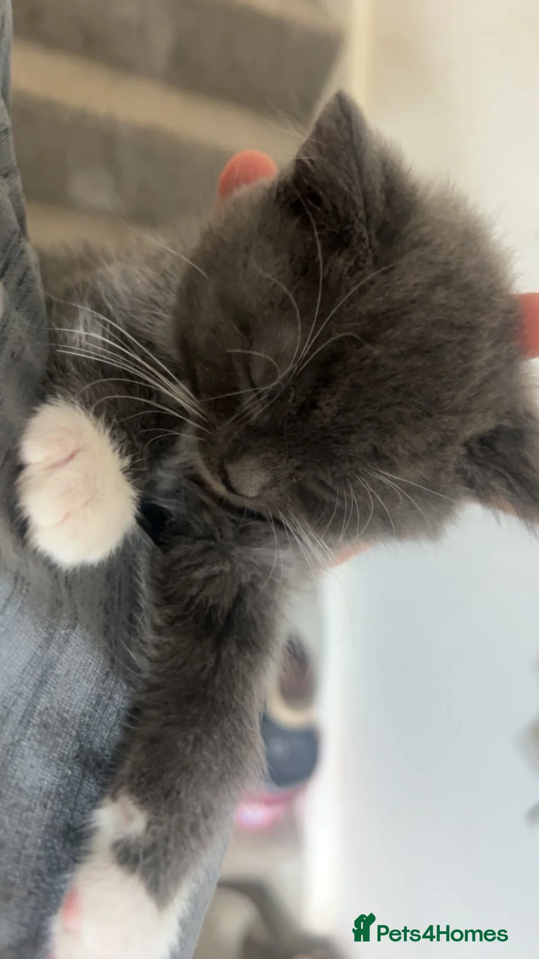 British Shorthair cats for sale: British shorthair kittens  - Advert 6
