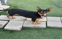Mixed Breed dogs for adoption: Pretty Rosie is looking for love - Image 4
