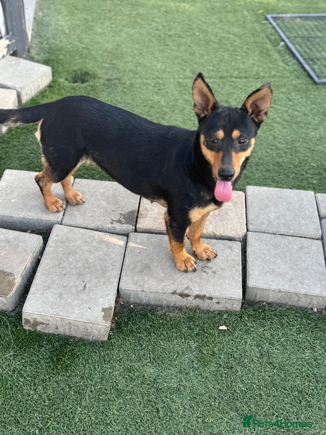 Mixed Breed dogs for adoption: Pretty Rosie is looking for love - Image 4