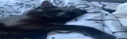 British Longhair cats for sale: Black cat  - Advert 4