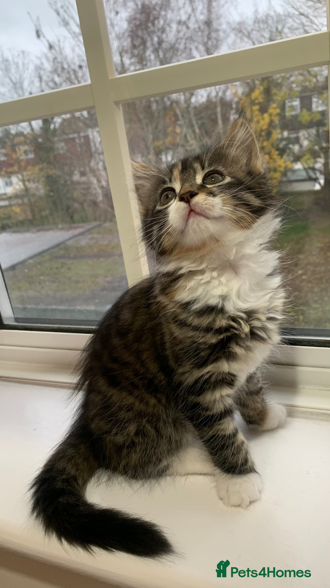 Domestic Shorthair cats for sale: ✨5 Beautiful Kittens Looking for Loving Homes✨ - Advert 8