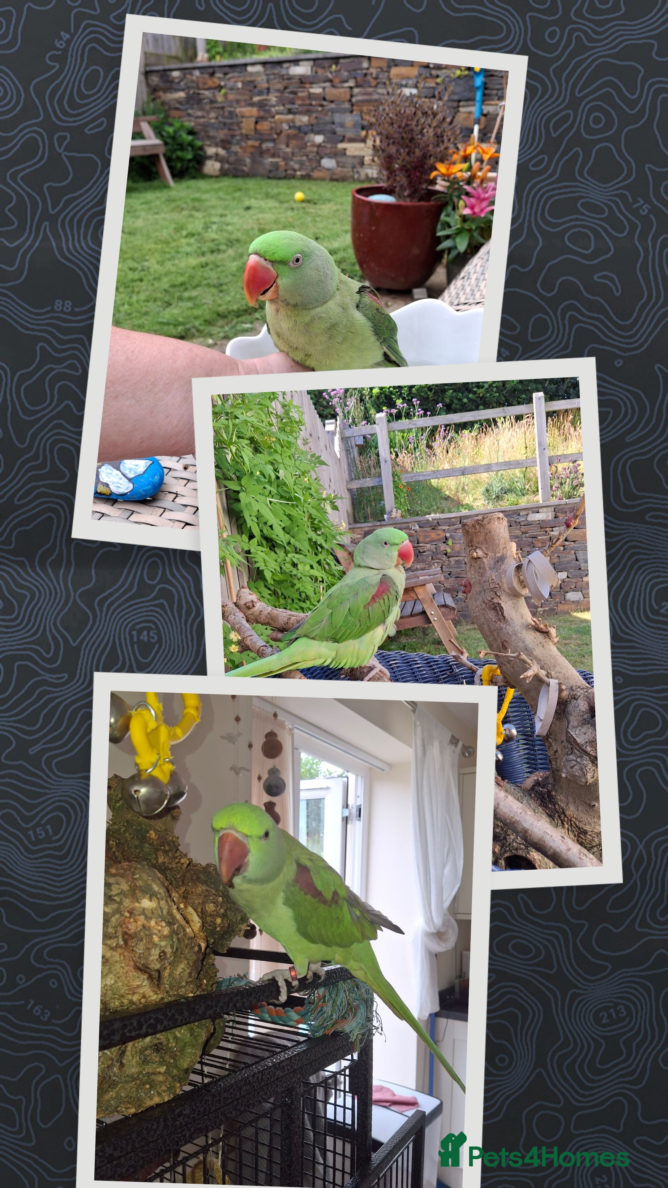 Parrots birds Amazon Red wing  - Advert 6