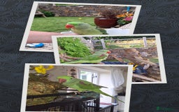 Parrots birds for sale: Amazon Red wing  - Advert 1