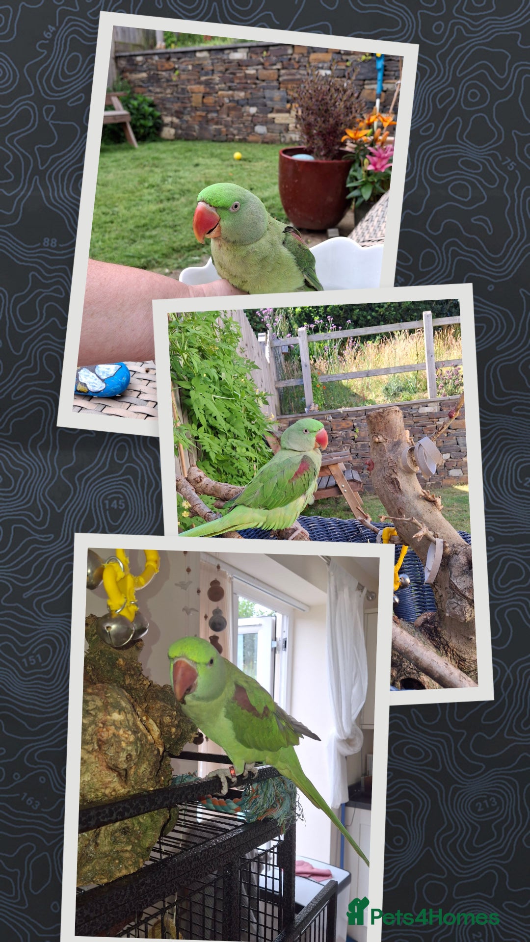 Parrots birds for sale: Amazon Red wing  - Advert 1