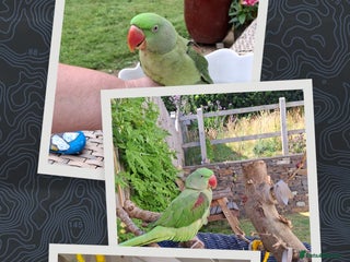 Parrots birds Amazon Red wing - Advert 2