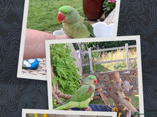 Parrots birds Amazon Red wing - Advert 1