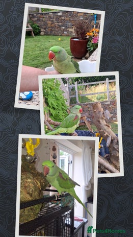 Parrots birds Amazon Red wing - Advert 3