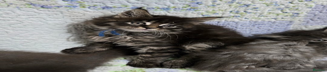 Maine Coon Kitten 3 Matcha