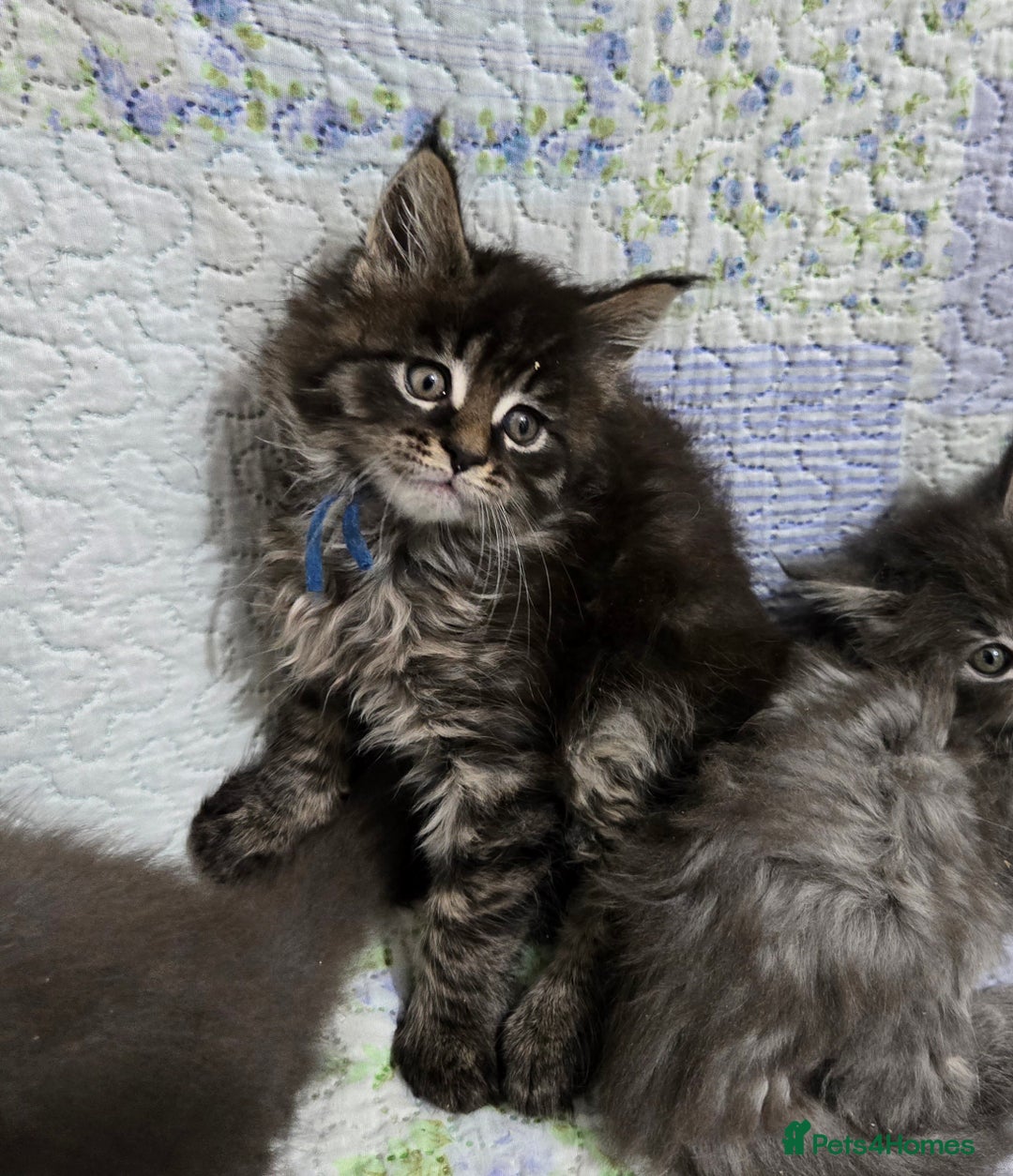 Maine Coon cats for sale: Gorgeous GCCF Maine Coons poss Active - Image 22