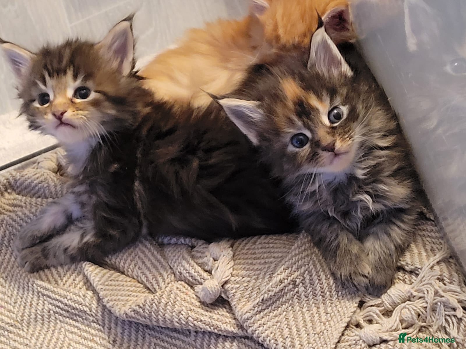 Maine Coon cats 4 Affectionate Maine Coon Kittens For Sale  - Advert 10
