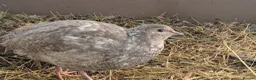 Quail poultry for sale: Quail - Males - Advert 12