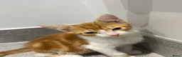Mixed Breed cats for sale: Affectionate Brother & Sister Kittens - Advert 4
