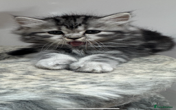 Mixed Breed cats for sale: Maine coon x Persian  - Image 9