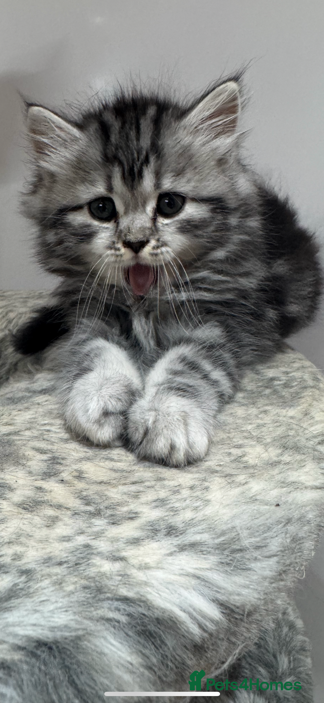 Mixed Breed cats for sale: Maine coon x Persian  - Image 9