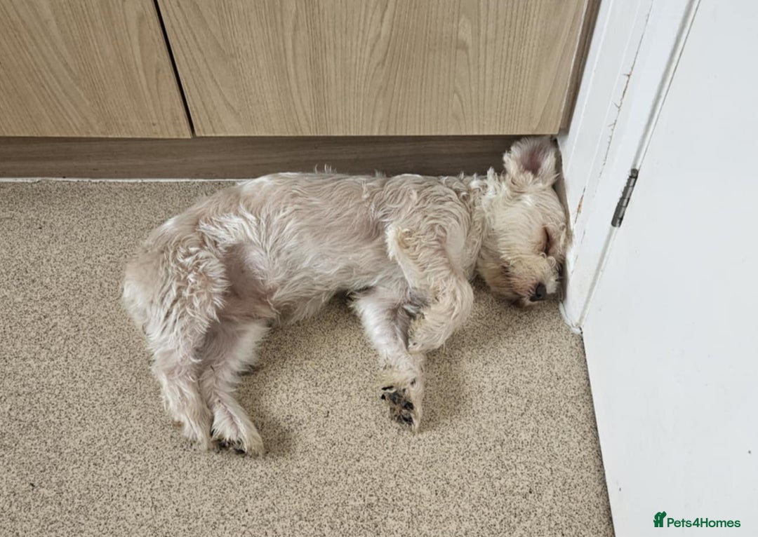 Yorkshire Terrier dogs for sale: 💙 DNA TESTED 💙 Blonde merle (cryptic) boy - Image 2