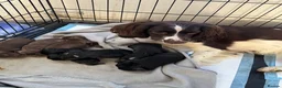 Sprocker dogs for sale: Beautiful sprocker spaniel puppies in Cheltenham - Advert 9