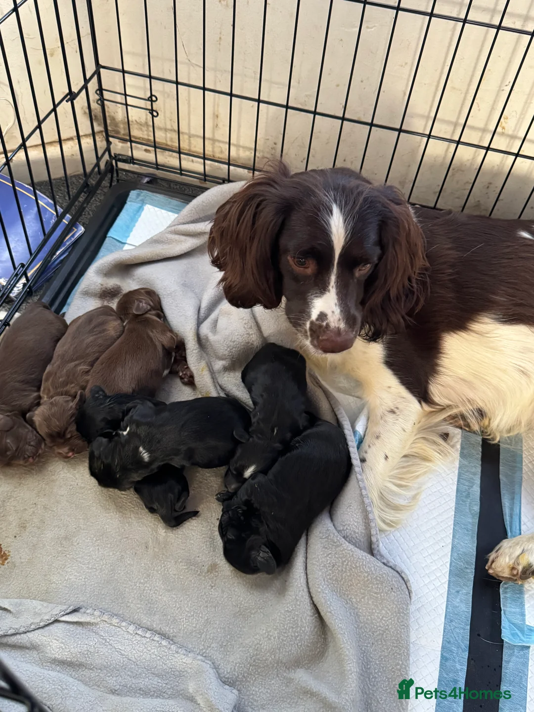Sprocker dogs for sale: Beautiful sprocker spaniel puppies in Cheltenham - Advert 9
