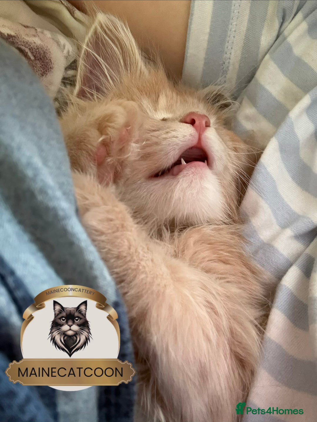 Maine Coon cats for sale: Pedigree Maine coon Tica reg. Final Boss Garfield - Advert 3