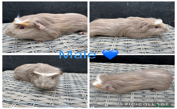 Guinea Pig rodents - Advert 1