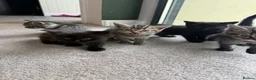 Mixed Breed cats for sale: 6 mixed breed kittens available  - Advert 4