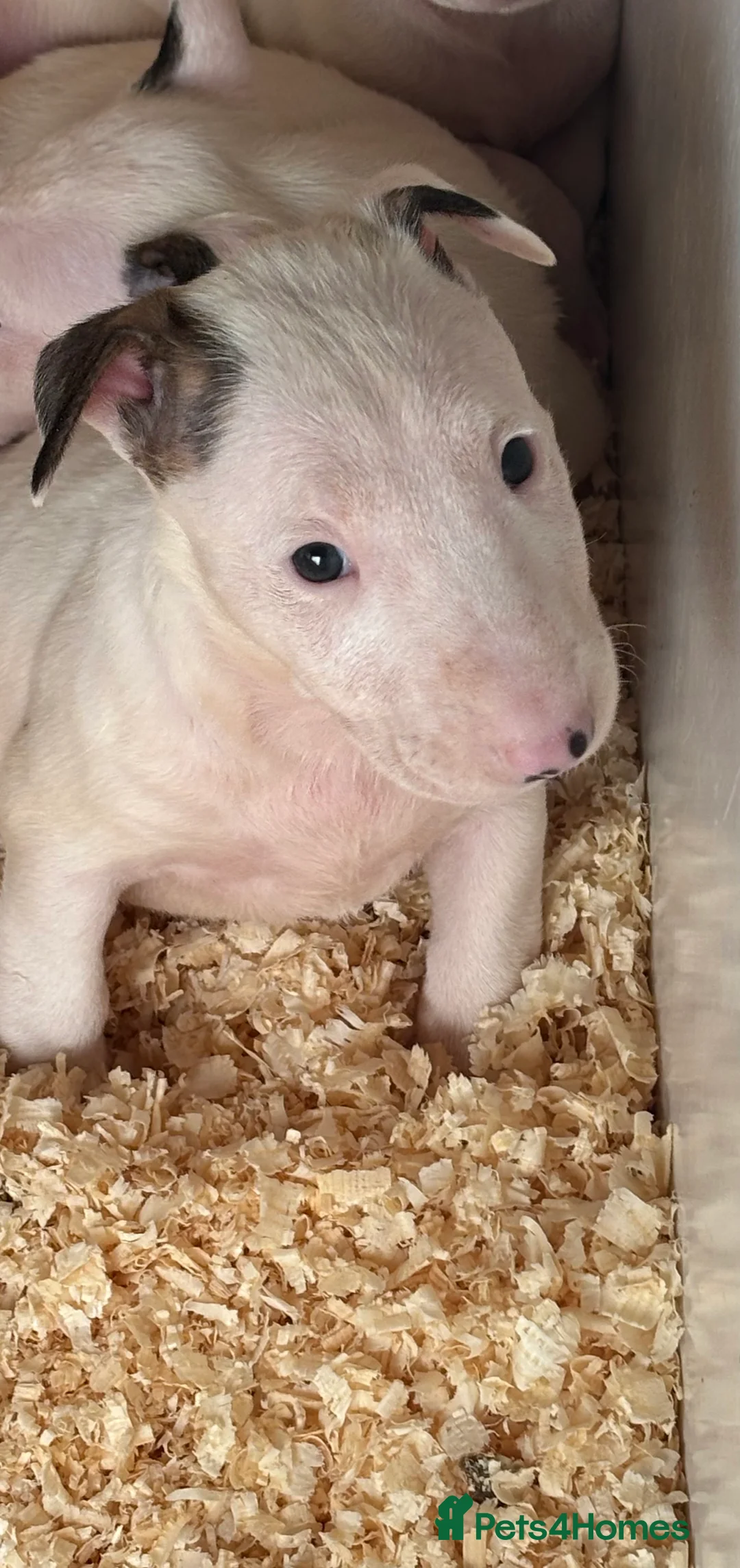 Bull Terrier dogs for sale: 🇬🇧🇬🇧BULLYVIEW🇬🇧🇬🇧 - Advert 3
