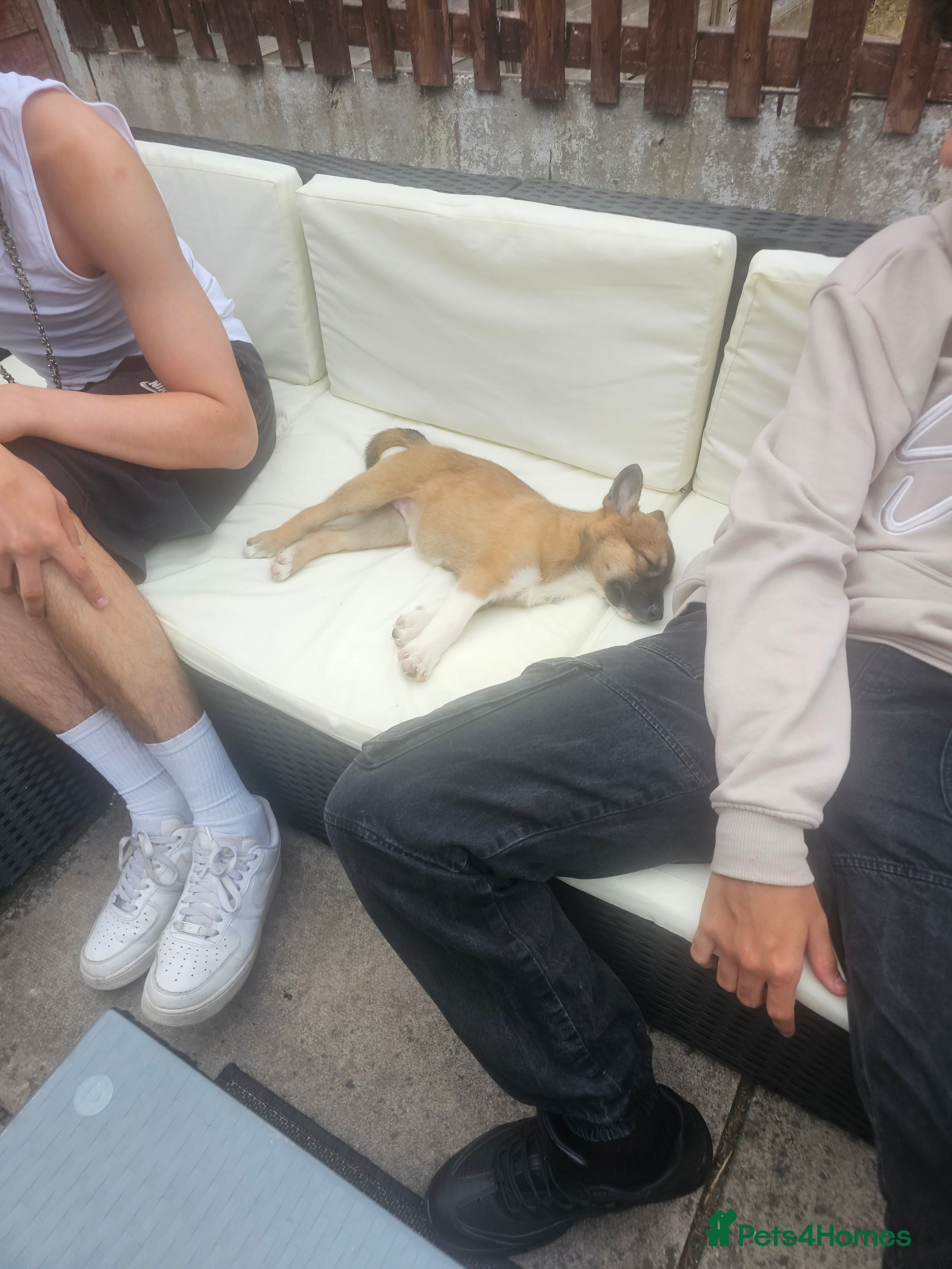 Mexican Hairless dogs Kc registered Females - Advert 2