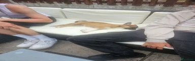 Sable female