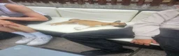 Mexican Hairless dogs for sale: Kc registered Females - Advert 2