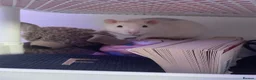 Rat rodents for sale: 2 male rats for sale  in Manchester - Advert 5