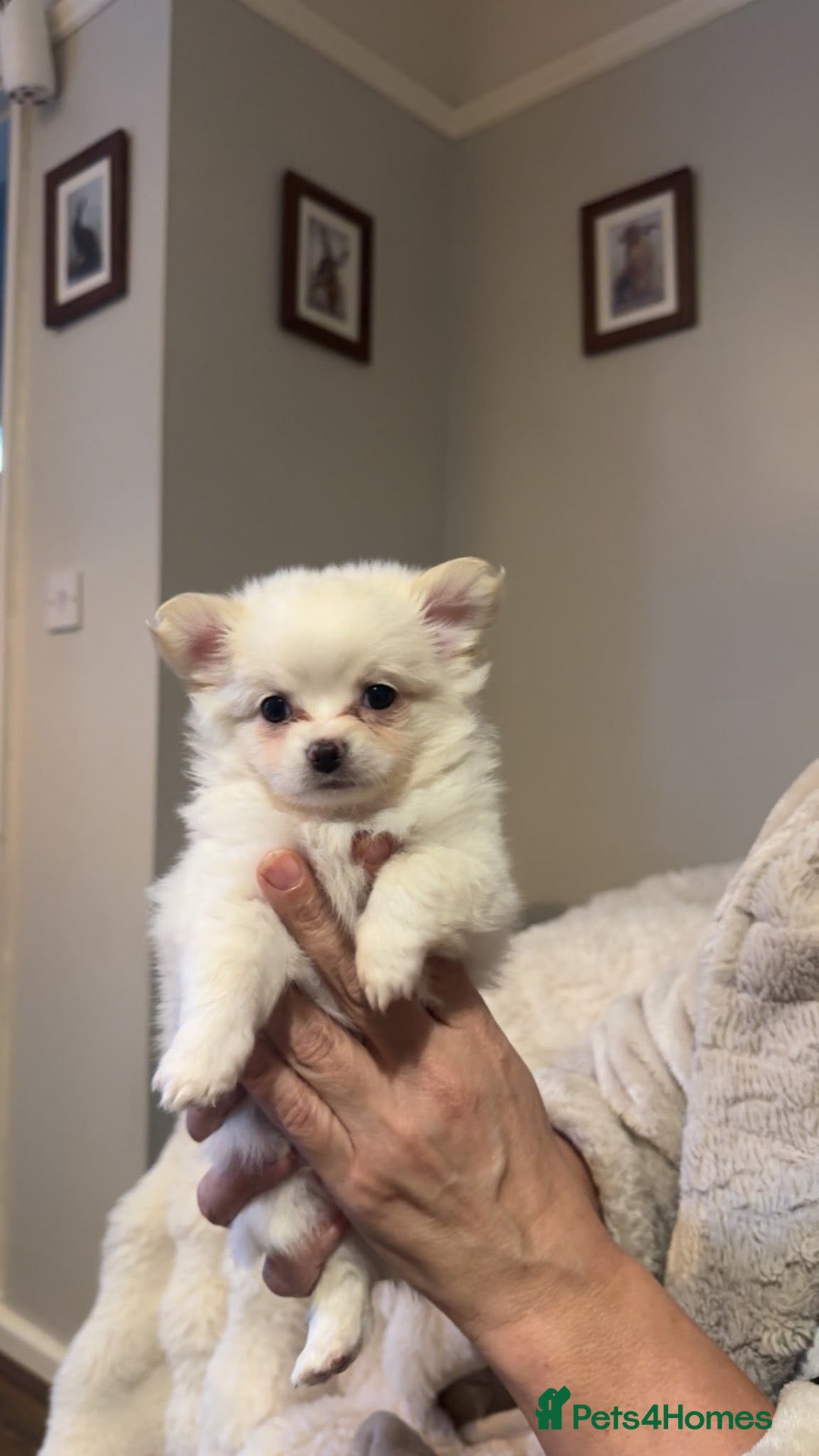 Pomchi dogs for sale: Chihuahua x Pomeranian Puppies - Advert 1