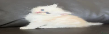 Siberian 5
