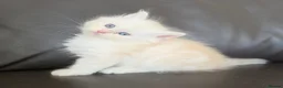 Siberian cats for sale: Pure gorgeous Siberian Kittens - Advert 28