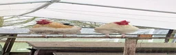 Mixed Breed poultry for sale: 2 Cockerels need new homes - Advert 1