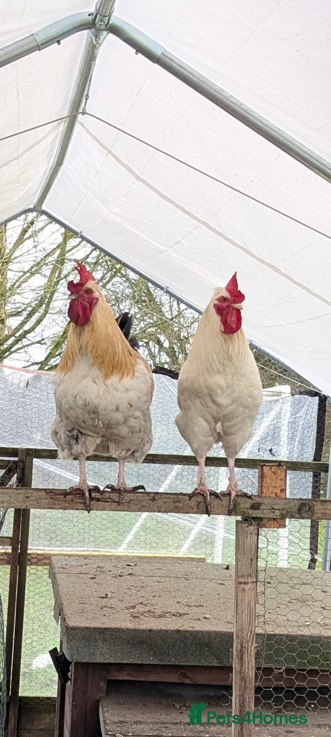 Mixed Breed poultry for sale: 2 Cockerels need new homes - Advert 1